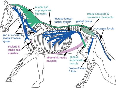 234 best images about Equine Anatomy and Biomechanics on Pinterest ...