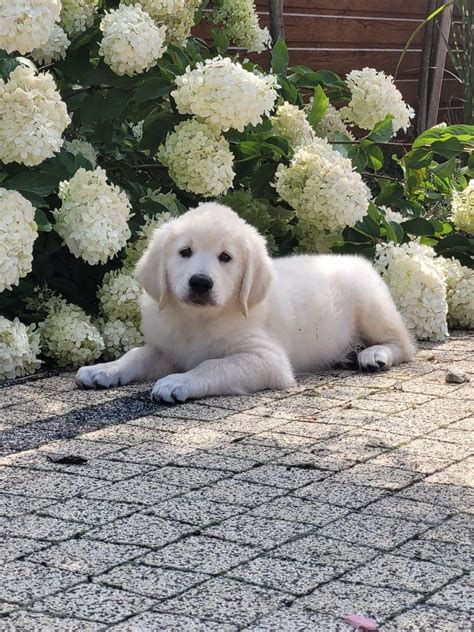 Golden Retriever Szczeniak 2 Głogów OLX pl