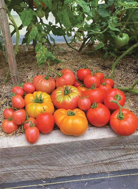 Total Tomato Growing Guide