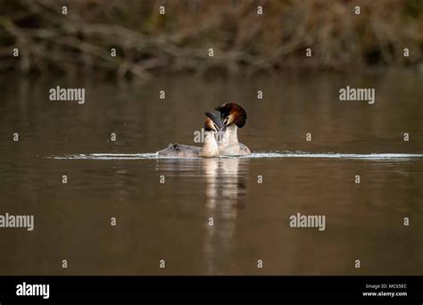 Great Crested Grebe Courtship Display On A Loch Stock Photo Alamy