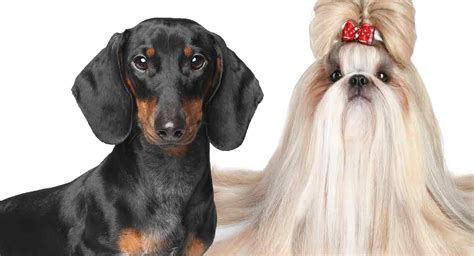 55 Yorkie And Shih Tzu Mix Puppies For Sale L2sanpiero