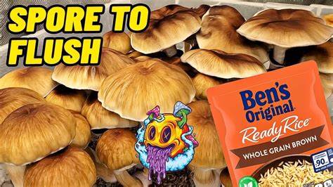 Spore To Flush Uncle Ben S Tek Complete Beginner S Guide To Growing