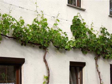 Weinreben Sorten Schnitt Rankhilfen Krankheiten Verkauf Cm