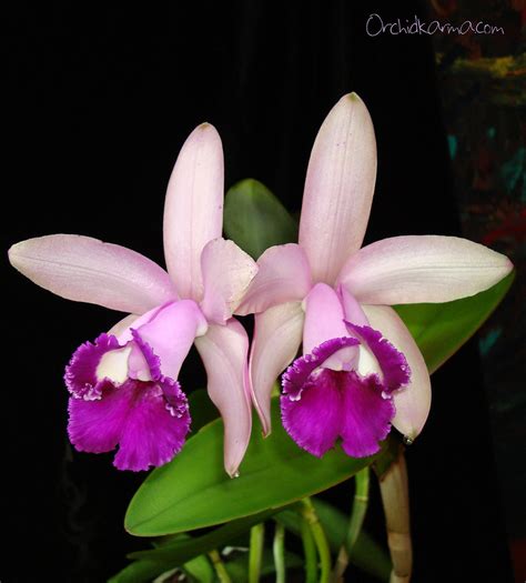 Cattleya Intermedia Var Orlata 017 2010 04 07 Visit My O Flickr