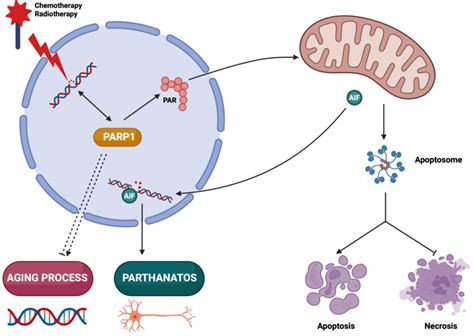 Parp1 Context Dependent Functions In Cellular Life And Death