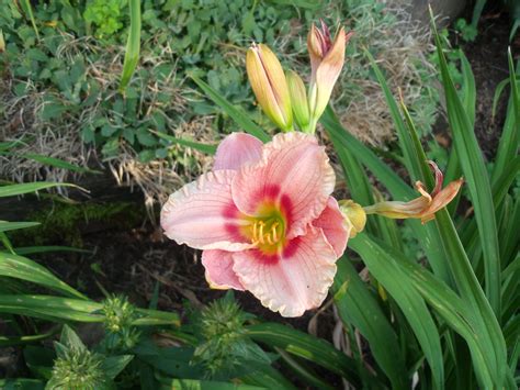 Beautiful Frilly Peach Colored Daylily Day Lilies Garden Images