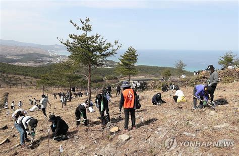 유한킴벌리 신혼부부 나무 심기 행사 개최 연합뉴스