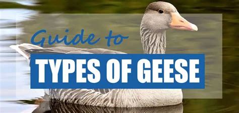 List Of Goose Species And Geese Types Id Guide Pond Informer