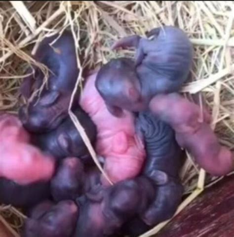 Un agriculteur a trouvé des chiots nouveau nés dans un champ après