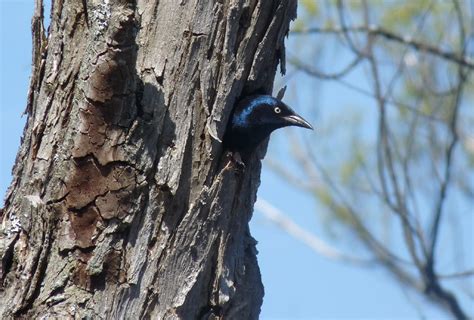 Grackles Nesting in Cavity