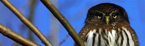 Northern Pygmy Owl - Owl Facts and Information