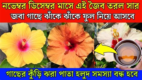 জবা গাছে ফুটবে প্রচুর ফুল সাথে বন্ধ হবে কুঁড়ি ঝরা ও পাতা হলুদ সমস্যা