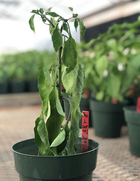 Symptoms Of Verticillium Wilt On A Chile Pepper Plant Grown In A