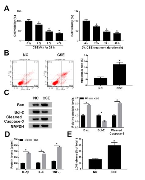 Effects Of CSE On Cell Viability Apoptosis Inflammation And