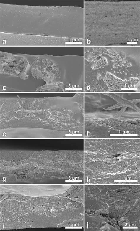 Cross Sections Of Hydroxypropyl Methylcellulose HPMC Films Viewed