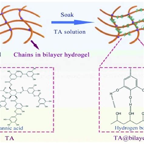 The Crosslinking Mechanism Diagram Of The Ta Bilayer Hydr With