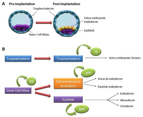 A Generalized View Of The Derivation Of Stem Cells From Pre And