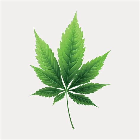 Premium Vector Detailed Green Cannabis Leaf Illustration