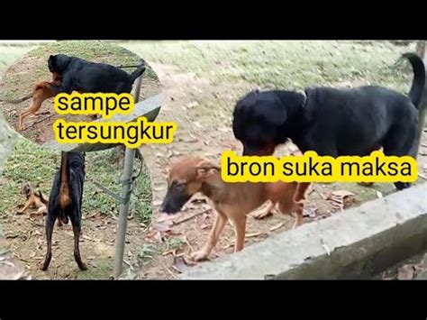 Cara Anjing Kawin Proses Kawin Rottweiler Dan Belgian Malinois Youtube