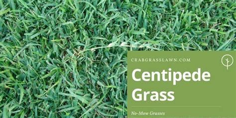 [complete] Types Of No Mow Grass Alternatives 2023 Crabgrasslawn