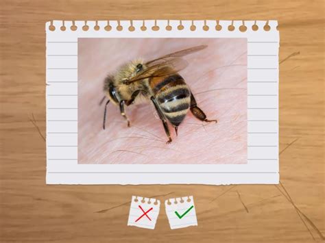 Bienen Flash Cards