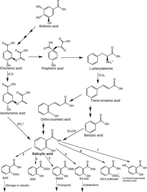 Proposed Pathways For Sa Biosynthesis And Metabolism Biosynthesis Of