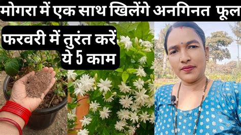 Mogra Plant Fertilizer For Flowering Mogra Plant Care Growing Tips