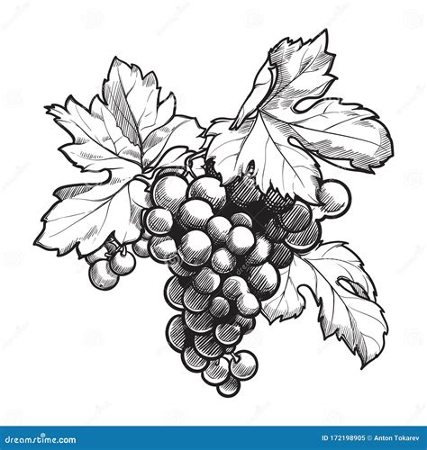 Grapes Cluster with Leaves. Ink Style Black and White Drawing Stock ...
