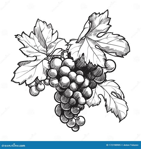 Aglomerado De Uvas Folhas Estilo De Tinta Preto E Branco