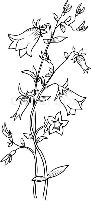 Blue Bell Flower Coloring Pages