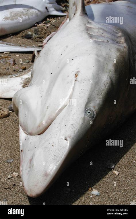 Sharks Caught By Traditional Fishermen Are Placed On The Sand On The