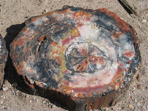 Filepetrified Wood Closeup 2 Wikipedia