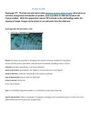 Chapter 20 Lab Report Docx Protist Profile Read Page 277 78 Of Lab