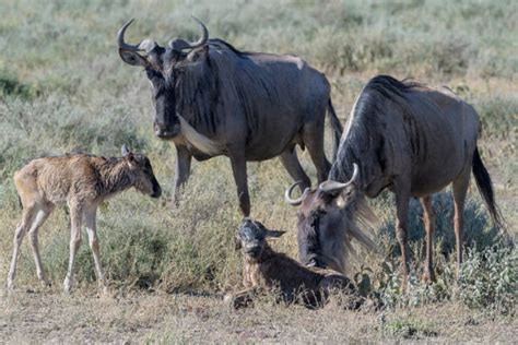 650+ Wildebeest Calves Stock Photos, Pictures & Royalty-Free Images ...