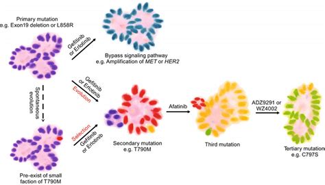 Drug Resistance Inegfrmutant Lung Cancer Lung Adc With Egfr Mutation Download Scientific