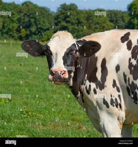 Portrait De Vache Holstein Banque De Photographies Et Dimages à Haute