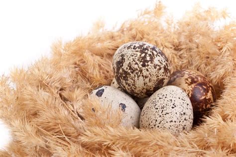 Ovos De Codorniz Em Um Ninho Foto De Stock Imagem De Alimento