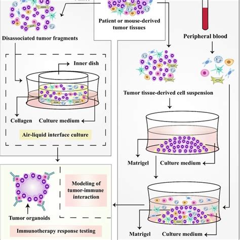 Workflow Of Organoid Vascularization Implantation Of Tumoroids Into