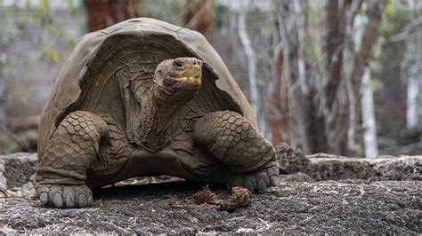 Deretan Hewan Di Kepulauan Galapagos Yang Unik Dan Langka Citizen6