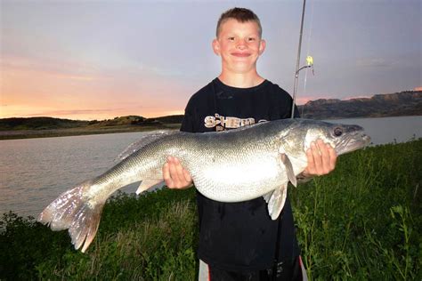 10 Biggest Walleye World Records Ever Landed Game And Fish