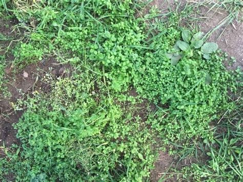 Chickweed [Beneficial or Invasive Weed?] | Family Food Garden