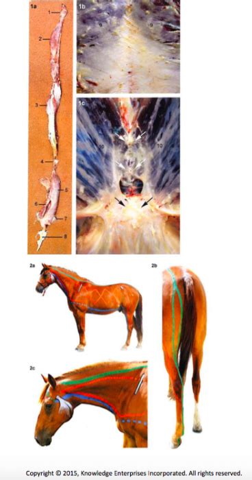 Equine And Science For Equine Professionals Myofascial Kinetic Lines