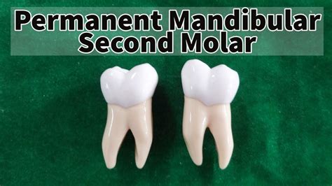 Mandibular Permanent Second Molar Youtube