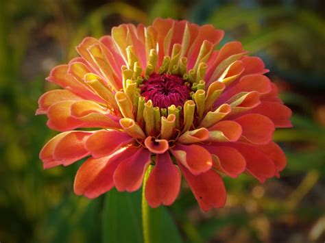 Zinnia Blomma Vild Gratis foto på Pixabay Pixabay