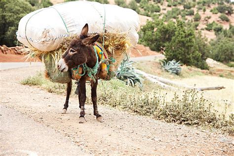 120 Donkey Carrying A Heavy Load Stock Photos Pictures And Royalty Free