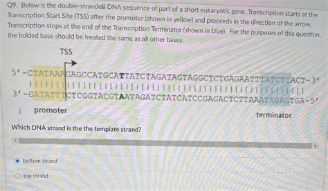 Solved Q9 Below Is The Double Stranded Dna Sequence Of Part