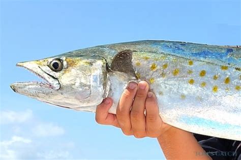 King Mackerel Vs Spanish Mackerel All You Need To Know Toms Catch Blog