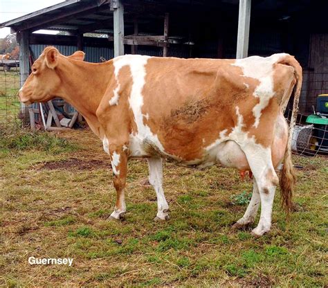 Guernsey Jersey Cattle Dairy Cattle Pet Birds