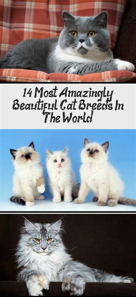 Cat Breeds Meme Pets Lovers