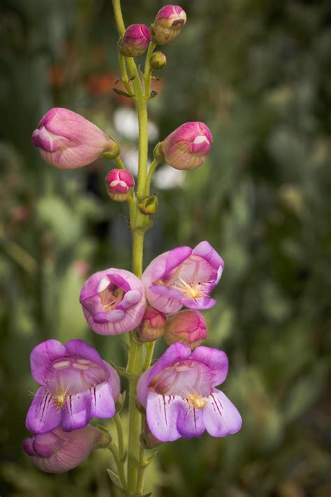 Penstemon Palmeri